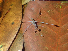 Limnometra