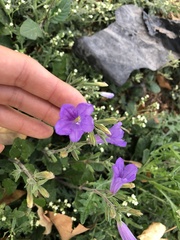 Ruellia occidentalis