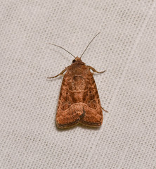 Elaphria hyposcota