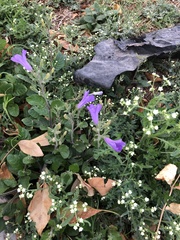 Ruellia occidentalis