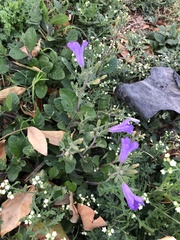 Ruellia occidentalis