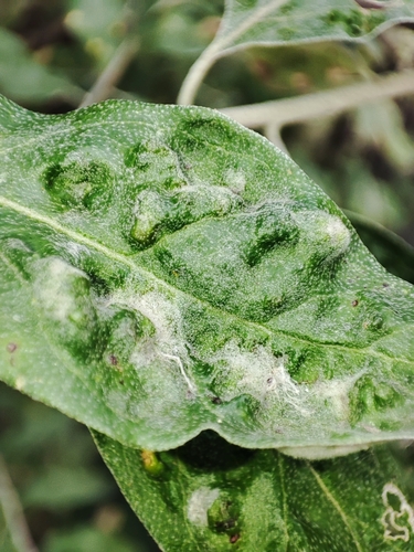 Aceria angustifoliae