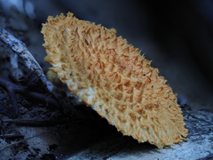 Agaricus trisulphuratus