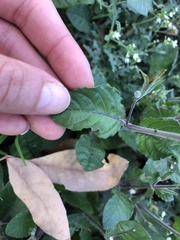 Ruellia occidentalis
