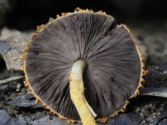 Agaricus trisulphuratus
