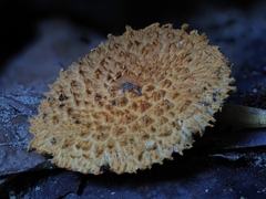 Agaricus trisulphuratus