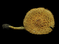 Agaricus trisulphuratus