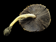 Agaricus trisulphuratus