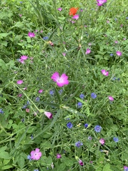Agrostemma githago
