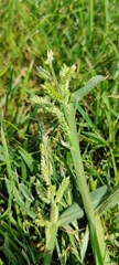 Echinochloa crus-galli