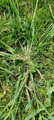 Echinochloa crus-galli