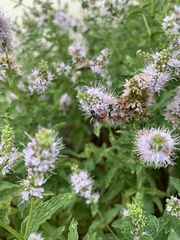 Sphecodes albilabris