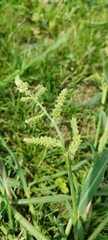 Echinochloa crus-galli
