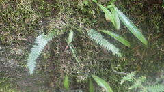 Melpomene flabelliformis