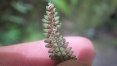 Melpomene flabelliformis