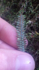 Melpomene flabelliformis