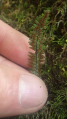 Melpomene flabelliformis