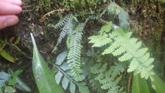 Melpomene flabelliformis