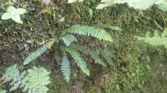 Melpomene flabelliformis