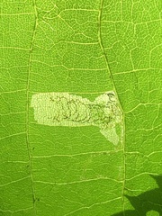Phyllonorycter lucetiella