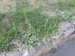 Galium humifusum