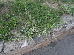 Galium humifusum