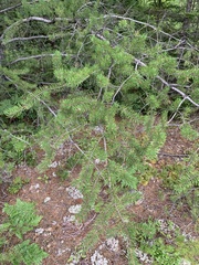 Pinus banksiana image