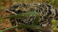 Melanocorypha calandra