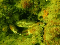 Charybdis hellerii