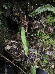 Polystichum hecatopterum