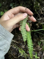 Polystichum hecatopterum