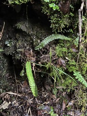 Polystichum hecatopterum
