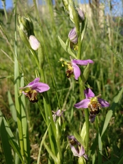 Ophrys apifera