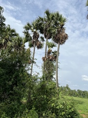 Borassus flabellifer