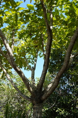 Polyscias rodriguesiana