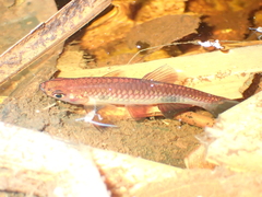Rasbora kalochroma