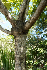 Polyscias rodriguesiana