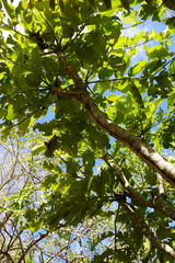 Polyscias rodriguesiana