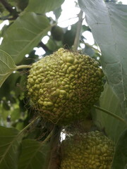 Maclura pomifera