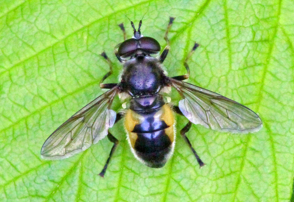 Confusing Wood Fly
