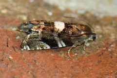 Cydia albimaculana