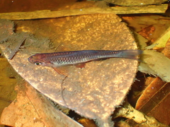 Rasbora kalochroma