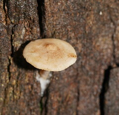 Clitocybe semiocculta
