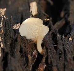 Clitocybe semiocculta