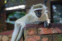 Chlorocebus pygerythrus pygerythrus