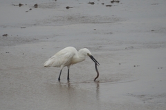 Odontamblyopus lacepedii