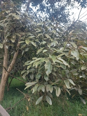 Citharexylum subflavescens