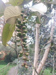 Citharexylum subflavescens