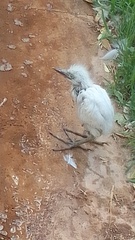 Bubulcus ibis