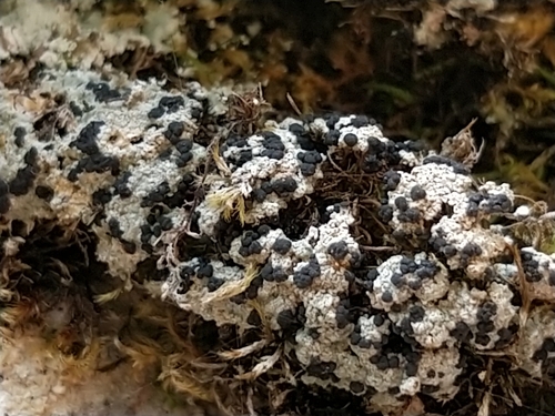 Toninia squalida